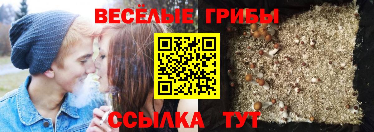 Псилоцибиновые грибы Magic Shrooms  Псилоцибиновые грибы Cubensis  Вход с VPN  как найти   Бердск 